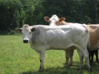 A full blood piedmontese cow in Stony Mountain Ranch.