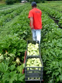 P1010586 A participant in Greenmarket's New Farmer Development Program loads up produce headed to city farmers markets.