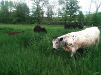 Picture-9 Cows along the Sawkill, in warmer climes. Photo courtesy Michael Grady Roberson.