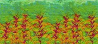 hvsl12_top The original artwork for a package of Edible Amaranth seeds.