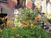 day-lilies Urban Day Lilies