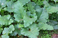 burdock burdock