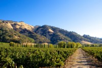 Photo courtesy of Bonterra Vineyards.