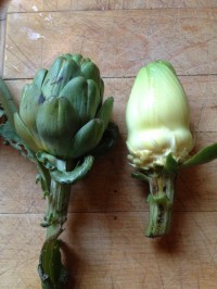 artichoke 1