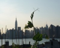 Featured Eagle Street Rooftop Farm
