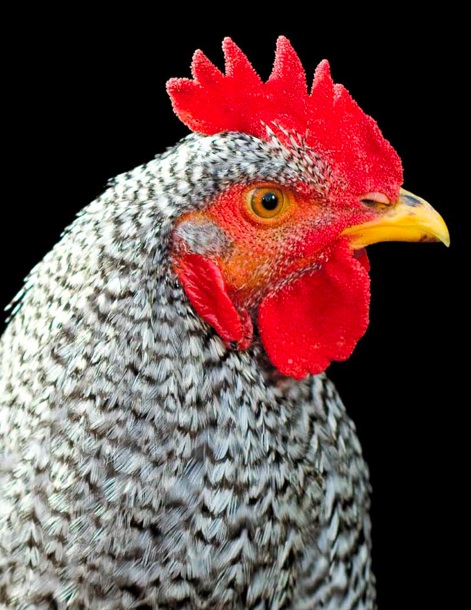 Download The Trouble With Roosters Edible Manhattan