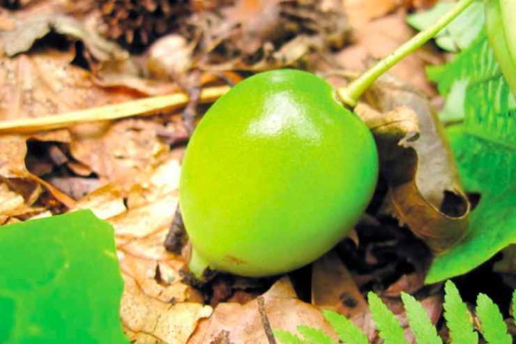May apples