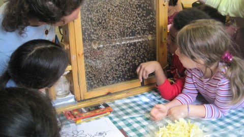 Campers checking out a hive behind glass