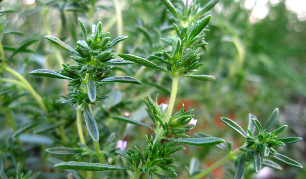 summer savory plant