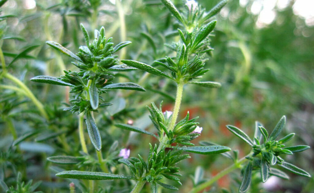 Summer Savory Is the Skinny Herb Nobody Knows, But All Cooks Should Grow |  Edible Manhattan