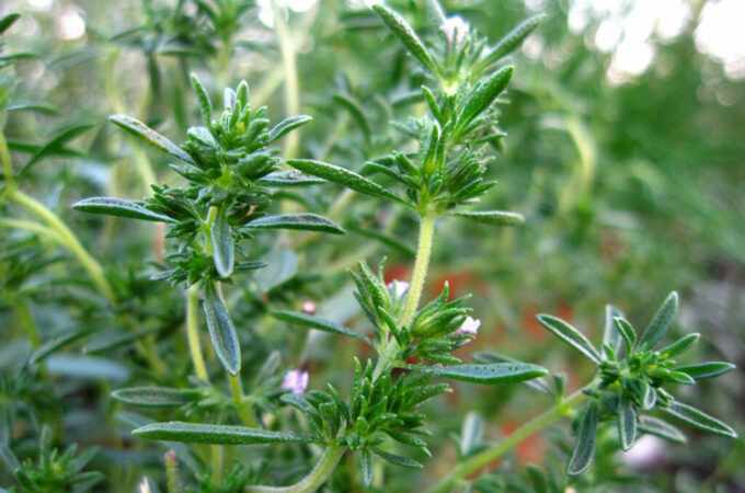 summer savory plant