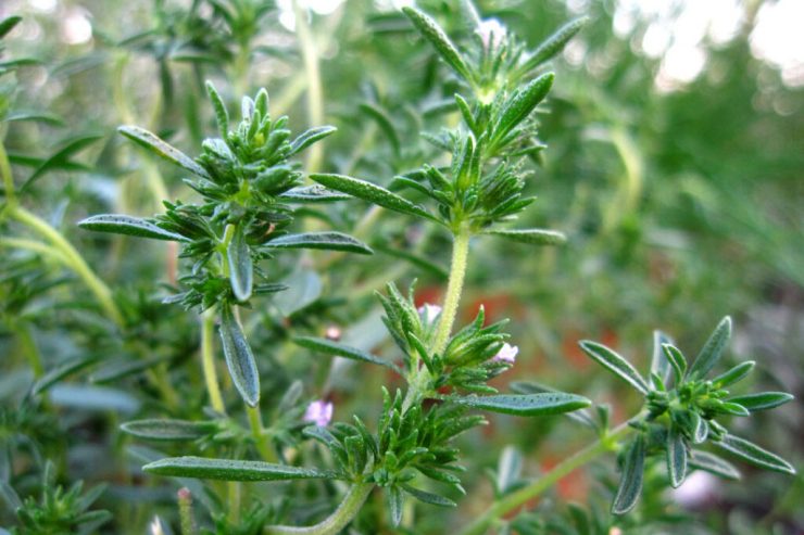 summer savory plant