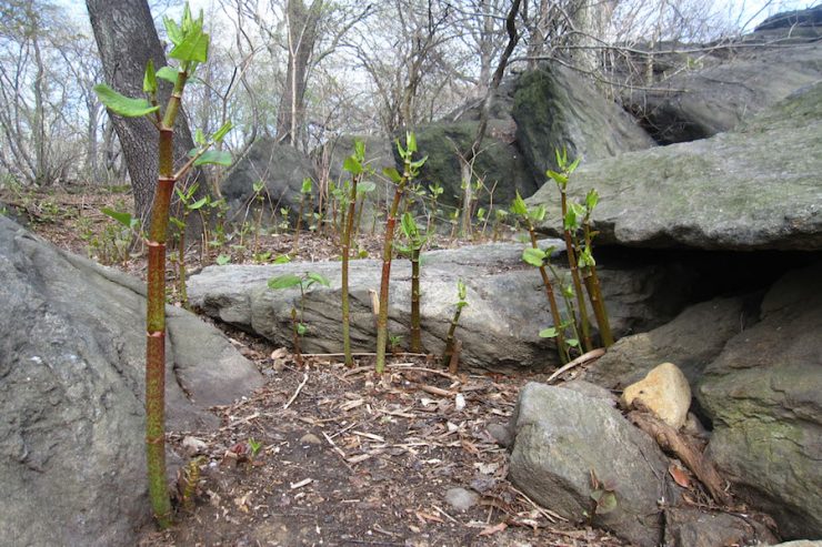 knotweed in central park