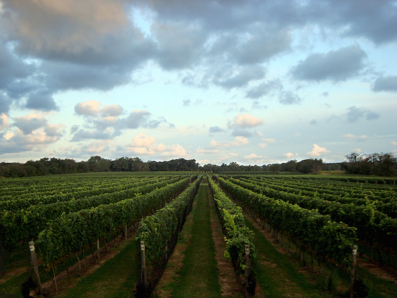 Vines at Bedell Cellars.