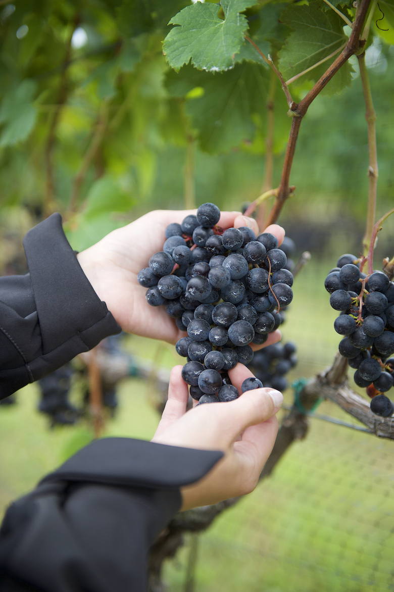 Bunches of merlot grapes at Harbes Family Vineyard.