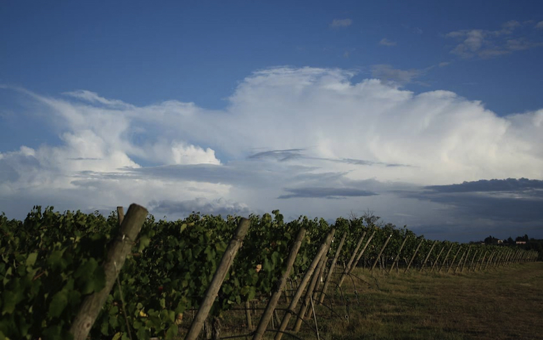 Grapevines at Roanoke Vineyards.