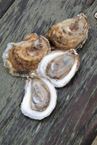 Fishers Island Oysters