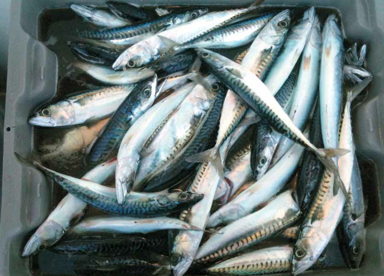 huge-pile-of-mackerel-fish