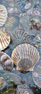 live-peconic-bay-scallops-in-the-wild