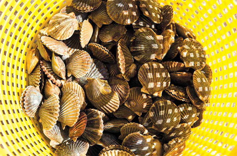 Featured image of post Recipe of Bay Scallops For Sale Near Me