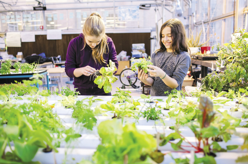 I ate my homework; Each cycle starts with seed selection: Russian kale, rainbow chard, broccoli rabe, basil, cilantro, chamomile, mint, romaine, buttercrunch or oak leaf lettuce.