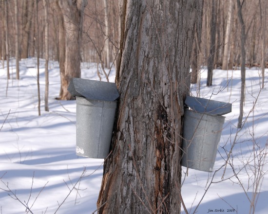 maple taps Flickr/Jim Sorbie.jpg