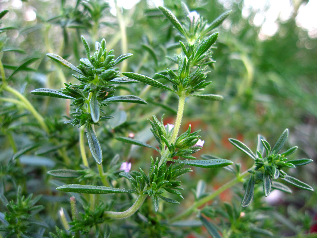 Sommerbohnenkrautblätter