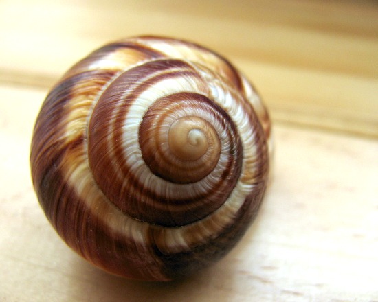 flickr_escargot