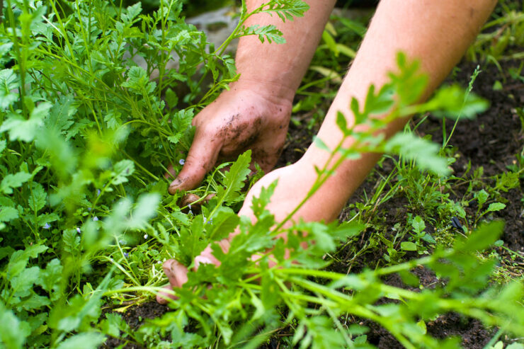 hands pulling out green weeds from a garden