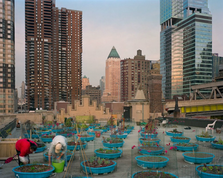 Stephenson_Rob_Hell's Kitchen Rooftop Farm_manhattan 780