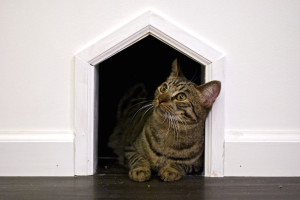 PHOTOS The City s First Cat Caf  Opens This Week and They 