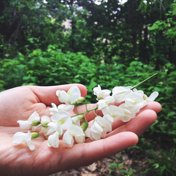 black locust flowers