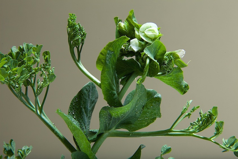 pea shoots