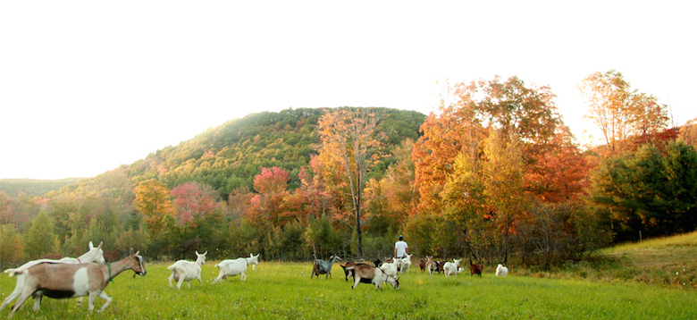 Autumn at Big Picture Farm. Photo credit/Big Picture Farm.
