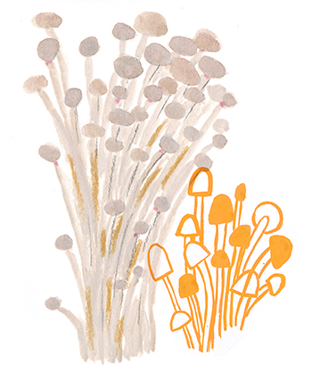 enoki-Edible-RebeccaClarke