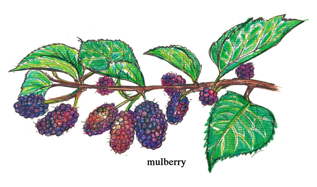 mulberry