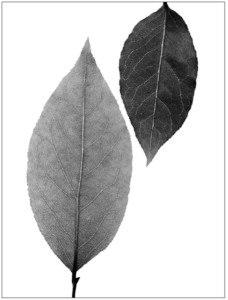 Screen Shot 2017-01-17 at 12.13.42 PM