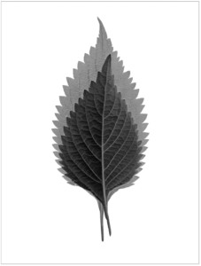 Screen Shot 2017-01-24 at 2.44.38 PM