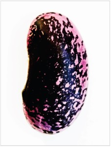 Screen Shot 2017-01-24 at 2.56.59 PM