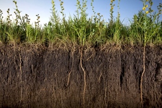 soil science for gardeners edible manhattan soil science