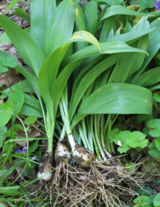 forage-2017-mviljoen-014