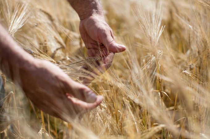 2015_SGBleicher_Local_Grains_Miglioreli_004