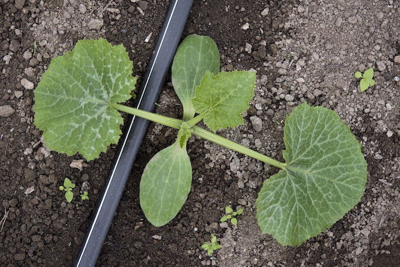 squash
