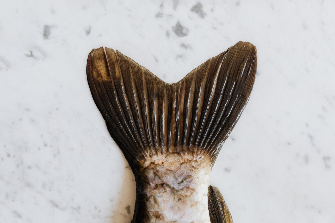 sustainable fish