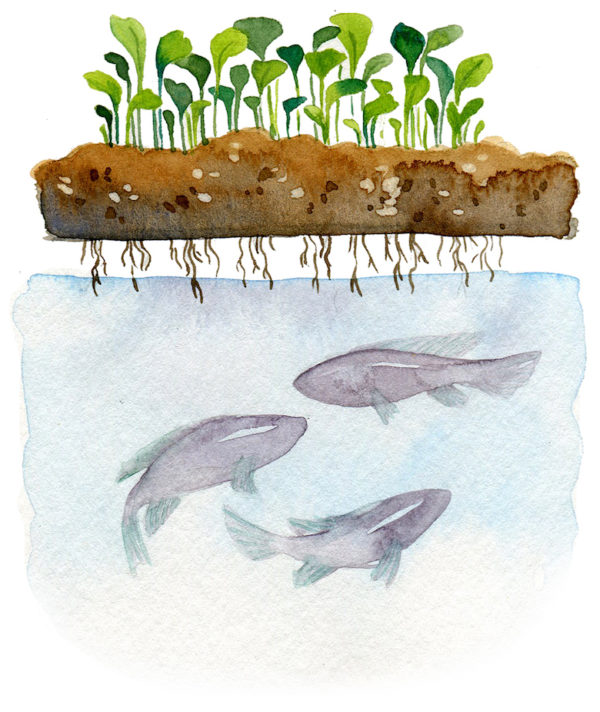 Aquaponics001