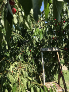 ciuciuwine_ALW_Italy_10