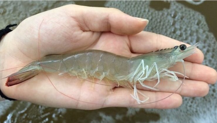 ecoshrimp