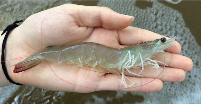 ecoshrimp