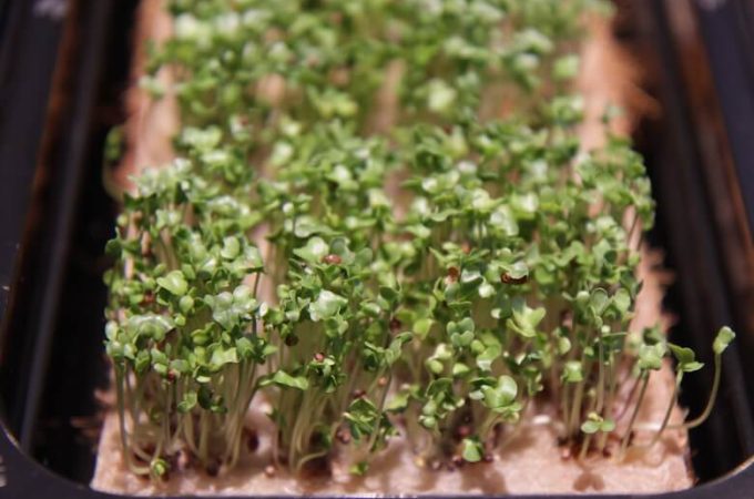 2017-08-28-MAN-micro-green-sprouts-growing-indoors-b