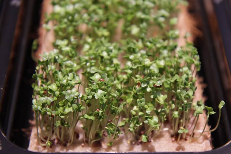 2017-08-28-MAN-micro-green-sprouts-growing-indoors-b